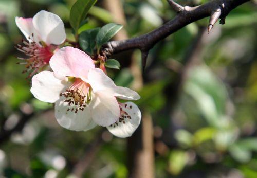 Chaenomeles cathayensis jardin