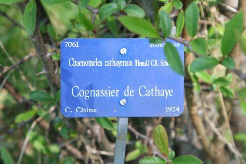 Chaenomeles cathayensis jardin