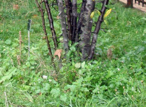 Chaenomeles cathayensis jardin