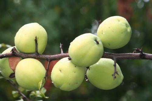 Chaenomeles cathayensis jardin