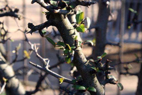 Chaenomeles cathayensis jardin