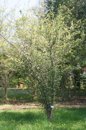 Chaenomeles cathayensis jardin