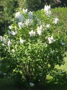 photos d'avril 2011 006 à partir de ce blanc