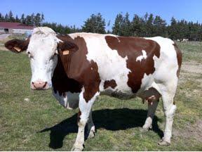 Rencontres bovines Rencontres bovines