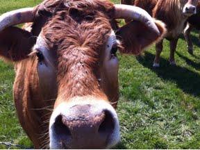 Rencontres bovines Rencontres bovines