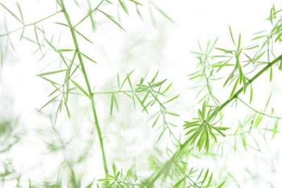 Asparagus : les asperges... Asparagus : les asperges...