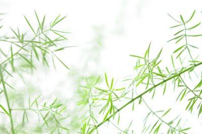 Asparagus : les asperges... Asparagus : les asperges...