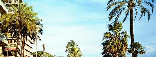 Les plamiers de la Côte d'Azur Nice, Cannes et Monaco pour les petits budgets !