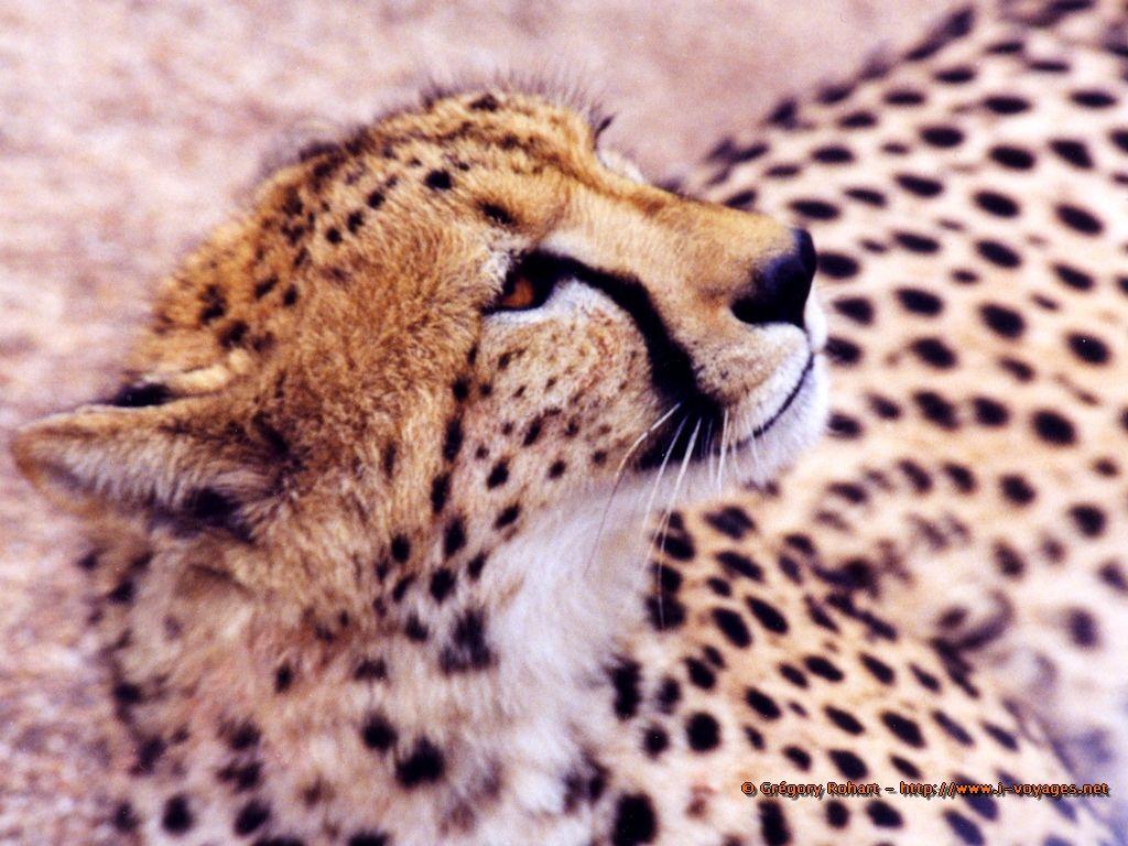 1_2_5_fond-afrique_du_sud-guepard-180 Preview