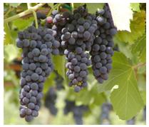 Resveratrol.. ne lâchons pas la grappe!