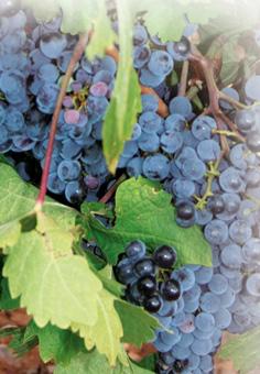Resveratrol.. ne lâchons pas la grappe!