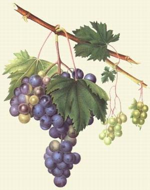 Resveratrol.. ne lâchons pas la grappe!