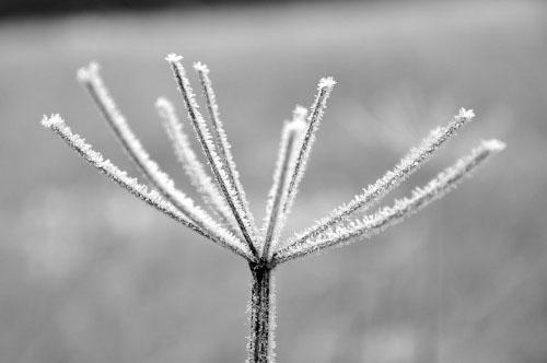Interview photographe - Marion Crosnier - givre-vegetal Interview photographe – Marion Crosnier