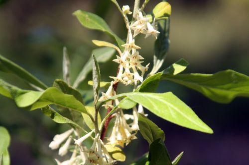 Eleagnus umbellata jardin