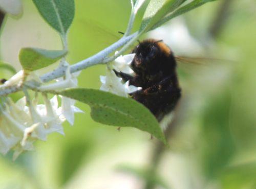 Eleagnus umbellata jardin