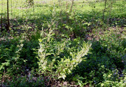 Eleagnus umbellata jardin