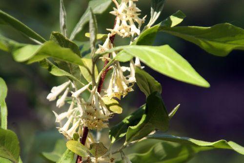 Eleagnus umbellata jardin