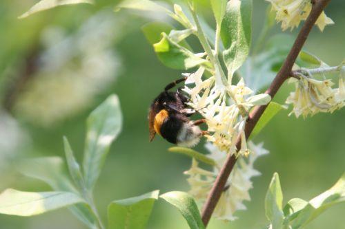 Eleagnus umbellata jardin