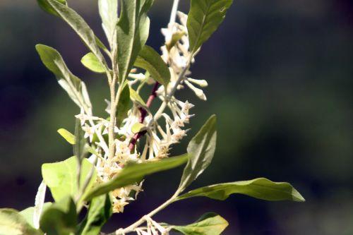 Eleagnus umbellata jardin