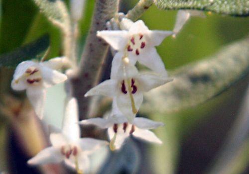 Eleagnus umbellata jardin