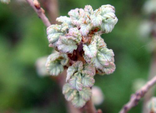 Quercus pubescens jardin