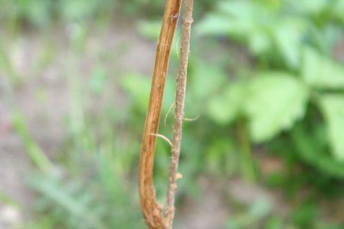 Quercus pubescens jardin