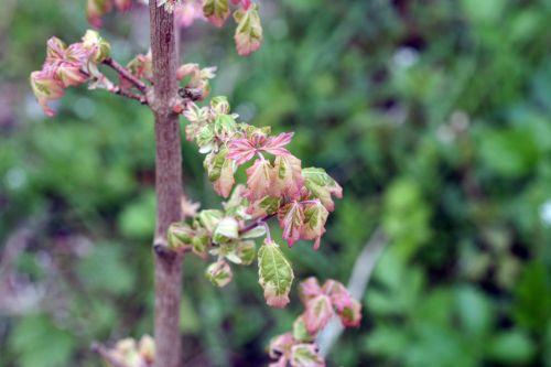 Quercus pubescens jardin