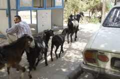 L'agneau de Pascal _DSC1181.JPG