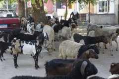 L'agneau de Pascal _DSC1180.JPG