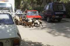 L'agneau de Pascal _DSC1182.JPG