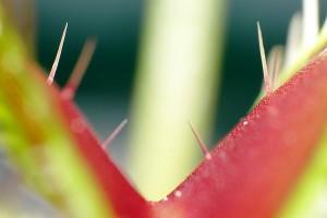 Cils sensitifs de Dionaea muscipula