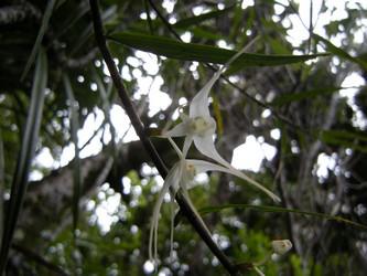 orchidée épiphyte