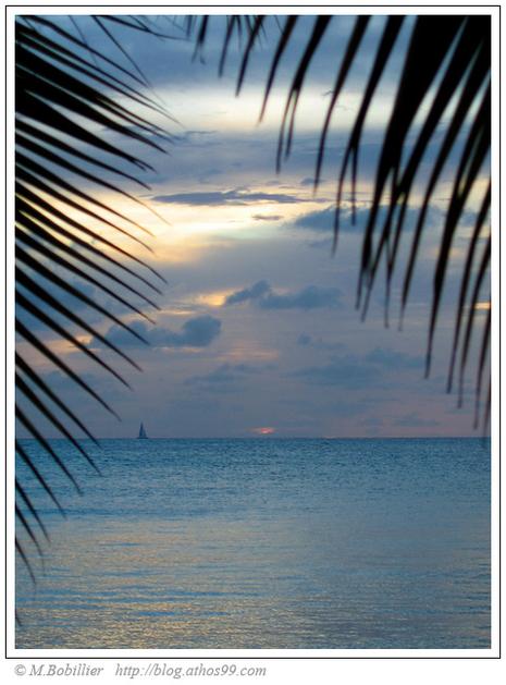 sous les palmiers sous les palmiers