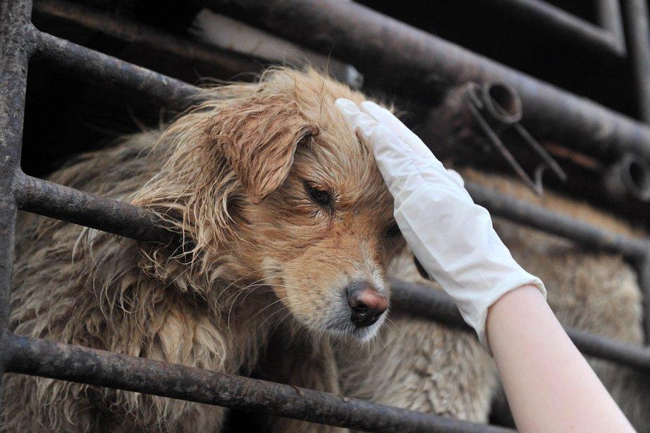 un chien sauvé en Chine