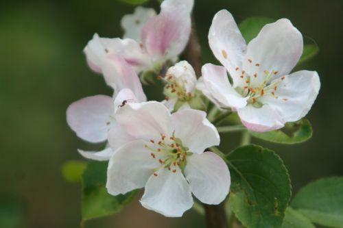 Malus 'Winter Banana' jardin