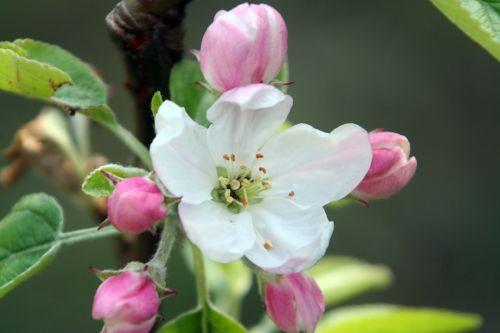 Malus 'Winter Banana' jardin