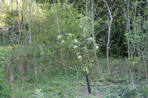 Malus 'Winter Banana' jardin
