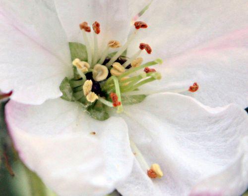 Malus 'Winter Banana' jardin