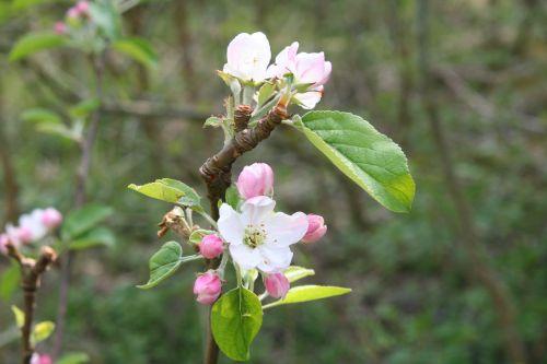 Malus 'Winter Banana' jardin