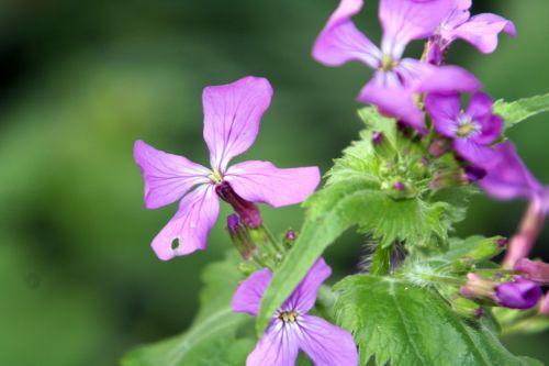 Lunaria biennis nature