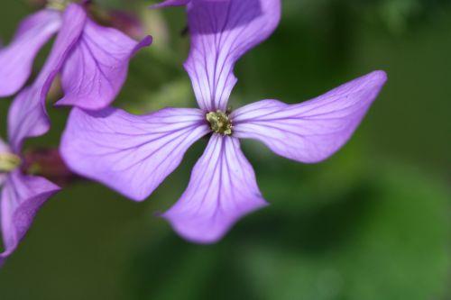 Lunaria biennis nature