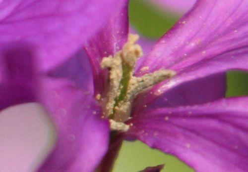 Lunaria biennis nature