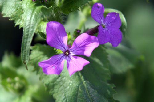 Lunaria biennis nature