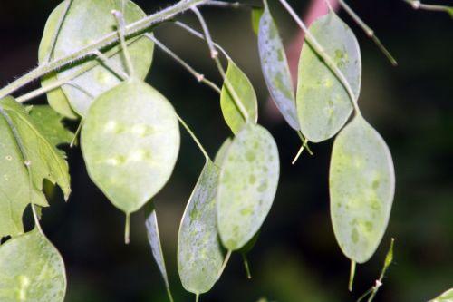 Lunaria biennis nature