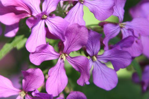 Lunaria biennis nature