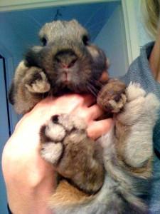 location lapin location lapin