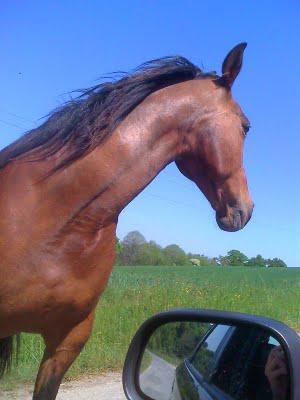 Une parenthèse équestre Une parenthèse équestre