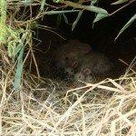 Lorraine divisée…mais enfants satisfaits ! 110415-vendenheim-012