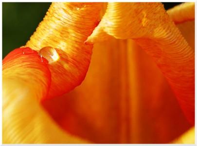 SONY DSC macro goutte