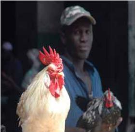 H5N1: 130 pays ligués contre le virus aviaire – FAO